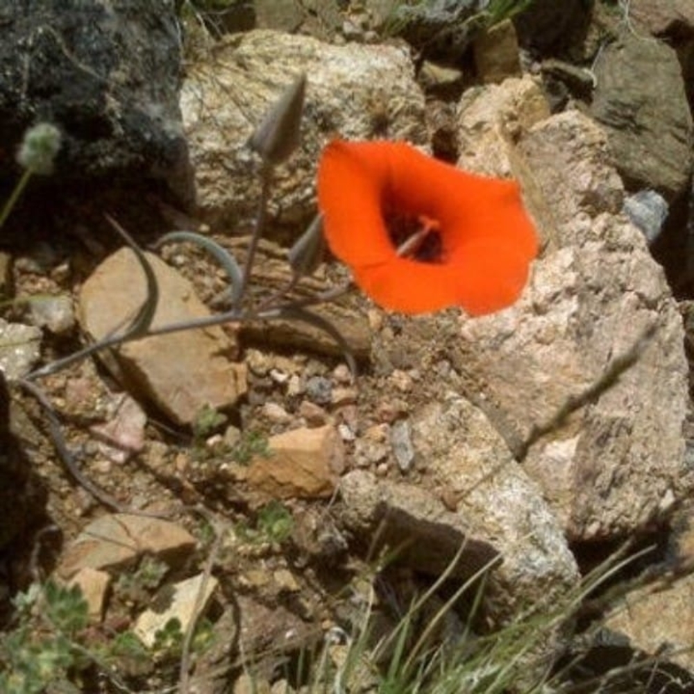 Meet your Posher, Anayjoe